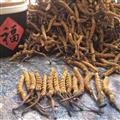 冬虫夏草 藏虫草选4000条 产地 西藏自治区日喀则地区拉孜县